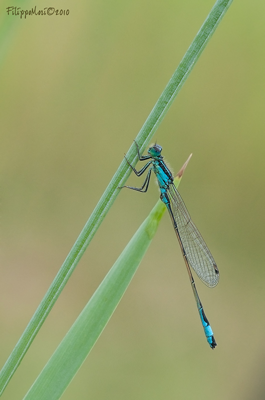 Ischnura elegans?